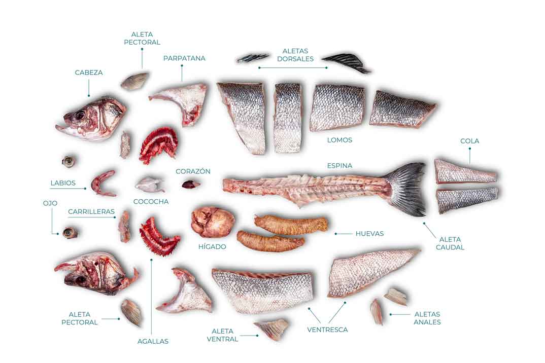 aquanaria-despiece-lubina