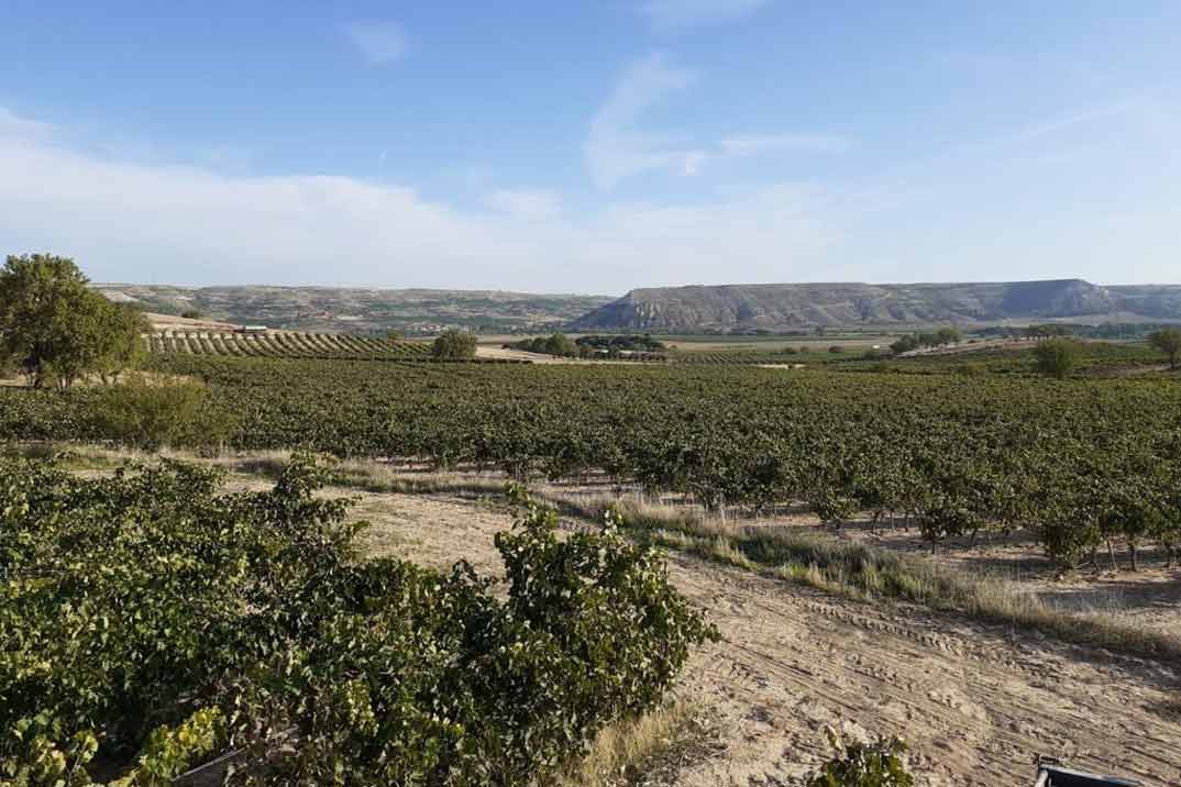 bodegas-flores-campo