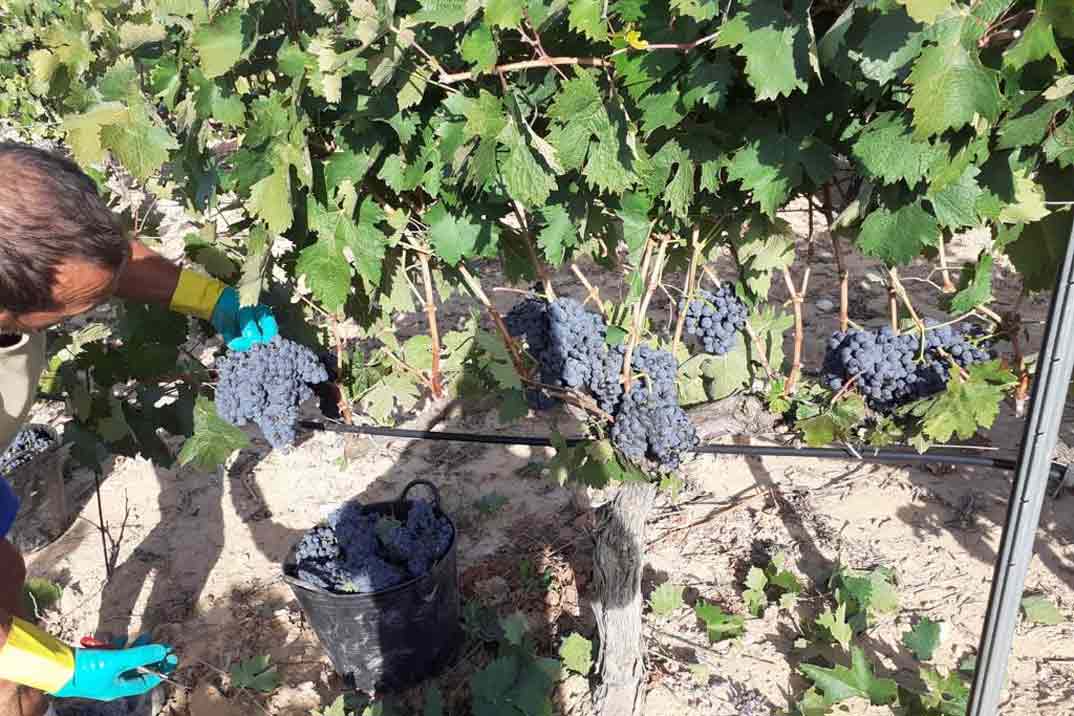 bodegas-flores-uvas-seleccionadas