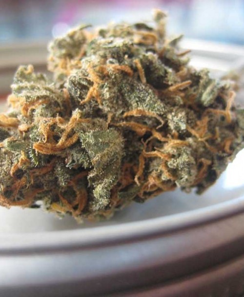Alimentos y beneficios para la salud de las semillas de cannabis