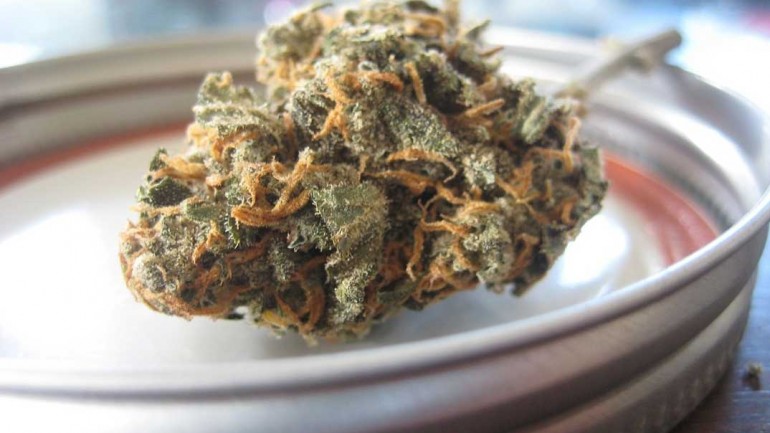 Alimentos y beneficios para la salud de las semillas de cannabis