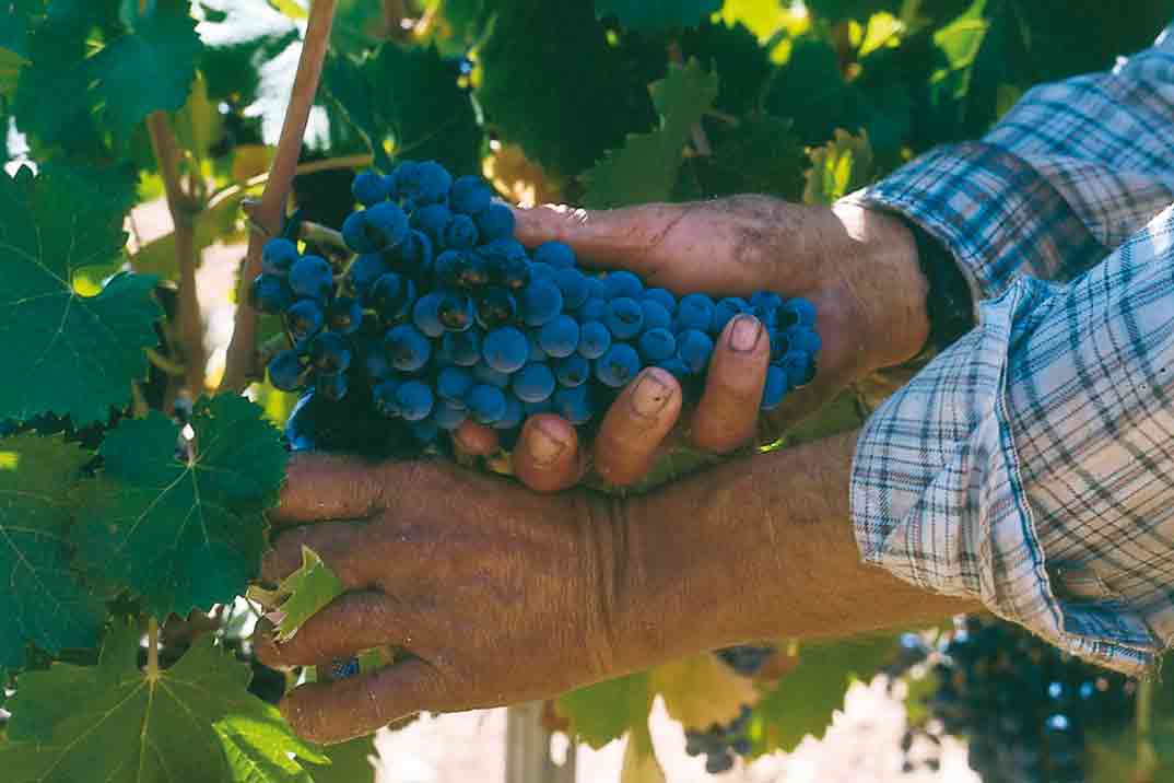 bodegas-carrascalejo-uva