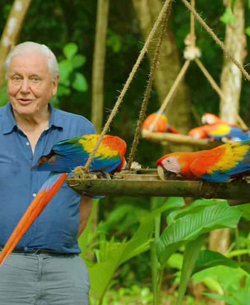 ‘La vida a todo color’, con David Attenborough – Estreno en Netflix