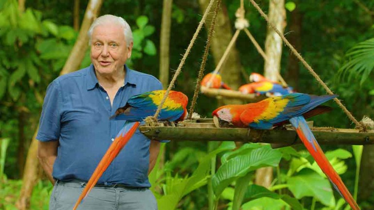 ‘La vida a todo color’, con David Attenborough – Estreno en Netflix