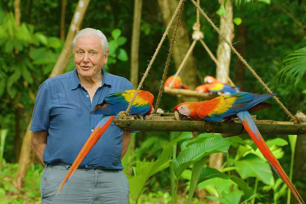 ‘La vida a todo color’, con David Attenborough – Estreno en Netflix