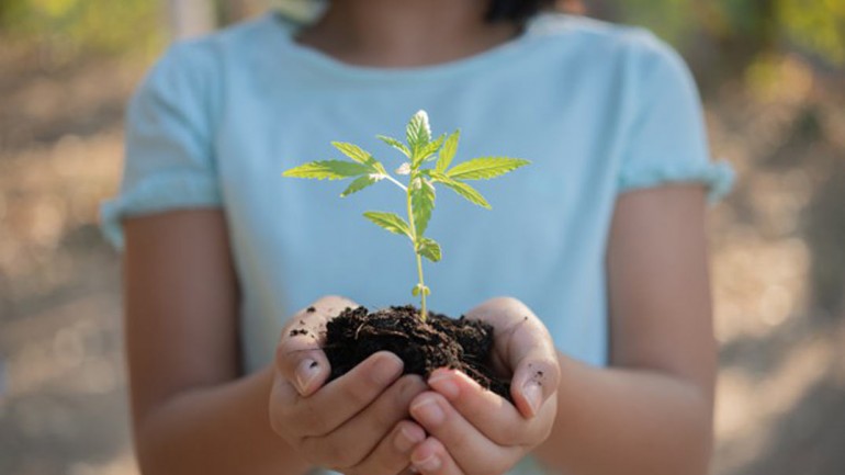 ¿Qué significa Sensi Seeds?