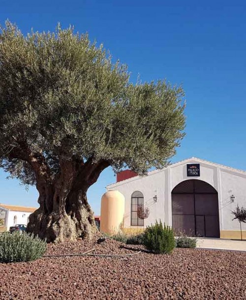 Vive una experiencia de oleoturismo en Palacio de Los Olivos