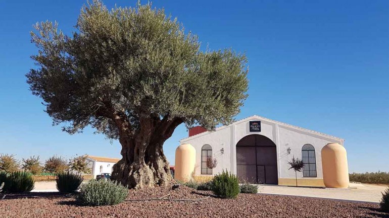 Vive una experiencia de oleoturismo en Palacio de Los Olivos
