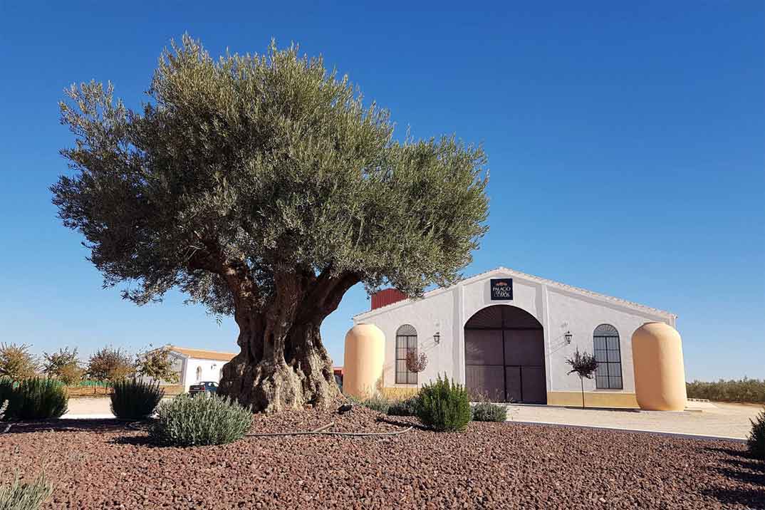 Vive una experiencia de oleoturismo en Palacio de Los Olivos