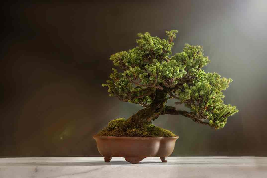 jardin-zen-bonsai