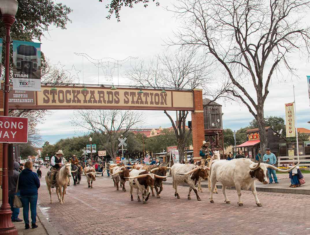 Paso de ganado en Forth Worth, Texas. (Imagen: Travel Texas)