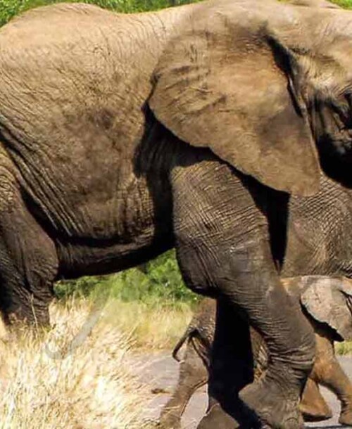 Sudáfrica: Todo es posible en el Parque Kruger