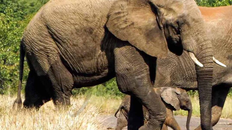 Sudáfrica: Todo es posible en el Parque Kruger