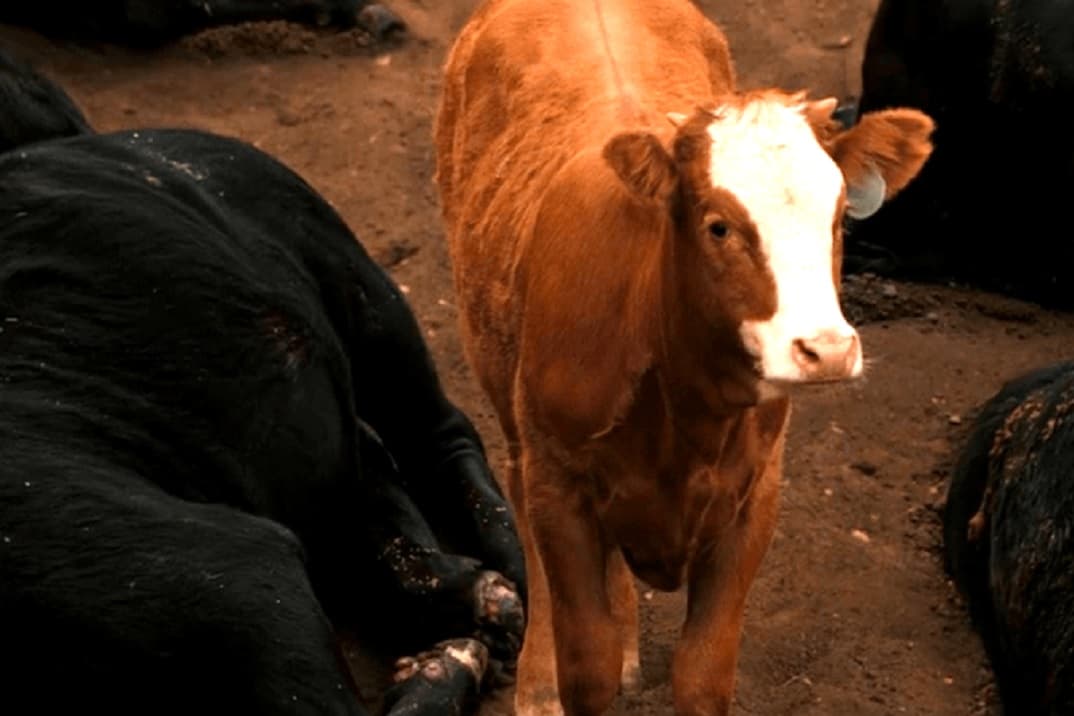El Rancho Dutton Capítulo 5 
