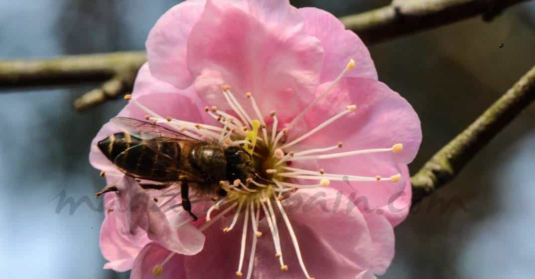 Alergias no sólo en primavera