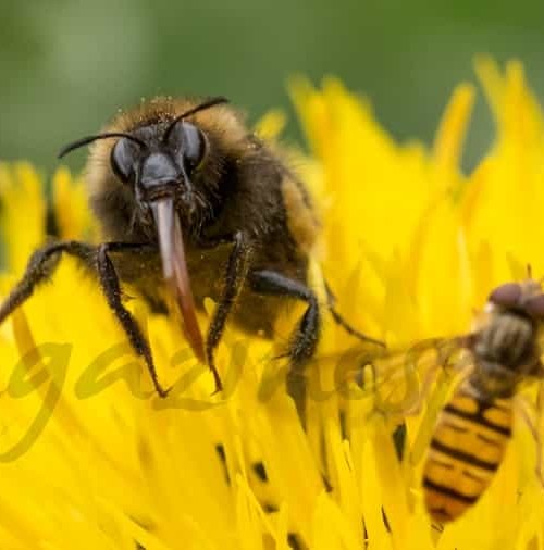 Veneno de abeja