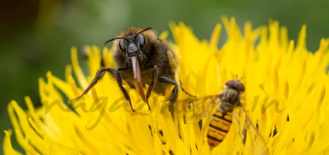 Veneno de abeja