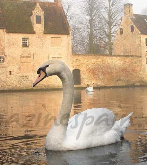 Brujas: la Venecia del Norte…