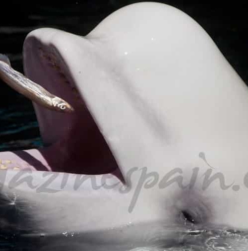 Las belugas, también llamadas ballenas blancas