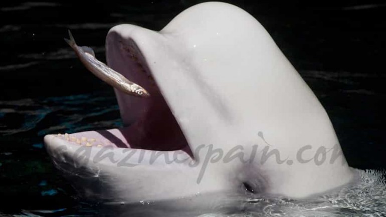 Las belugas, también llamadas ballenas blancas