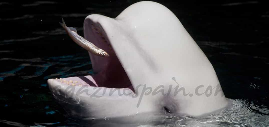 Las belugas, también llamadas ballenas blancas