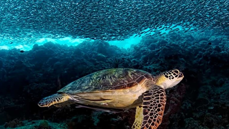 Sardinas, pregoneras del verano