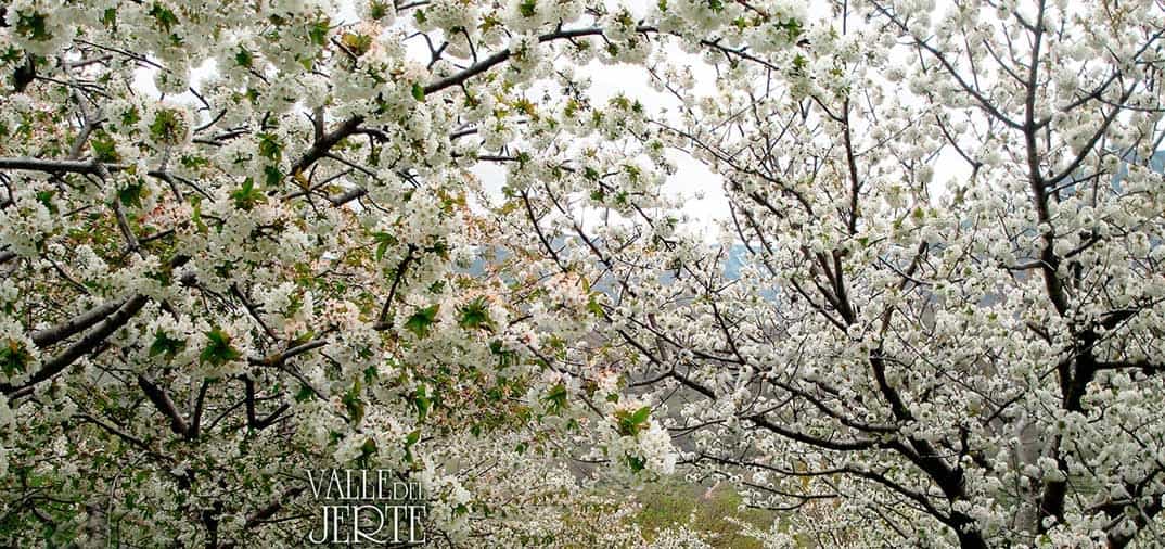 Cerezo-en-flor