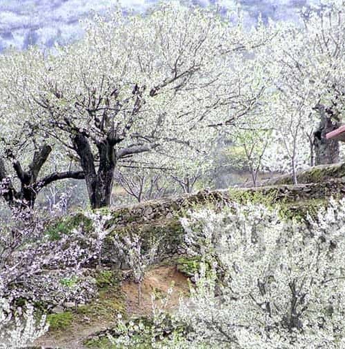 El Valle del Jerte en el punto álgido de floración