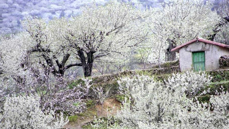 El Valle del Jerte en el punto álgido de floración