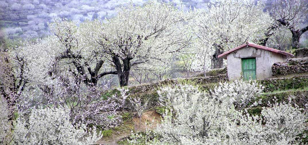 El Valle del Jerte en el punto álgido de floración