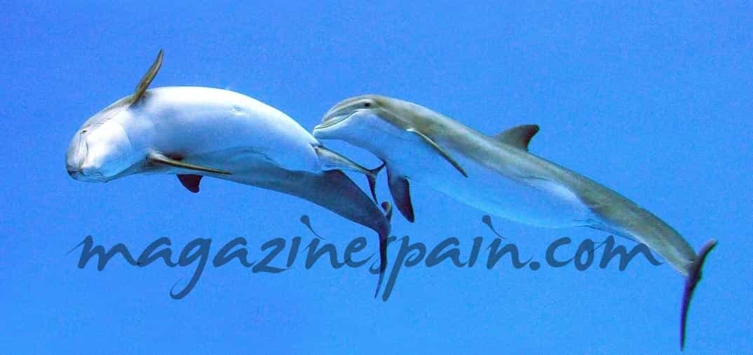 El nacimiento de un bebe delfín