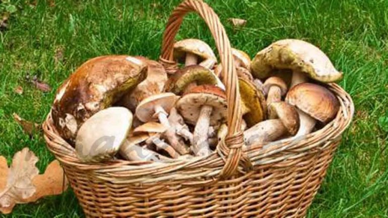 Setas las reinas del otoño