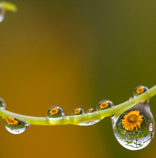 Girasoles reflejados