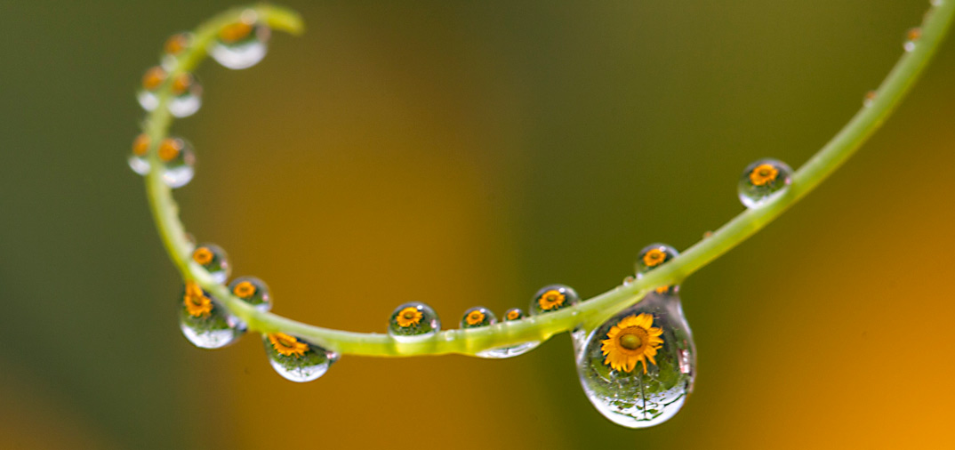 Girasoles reflejados