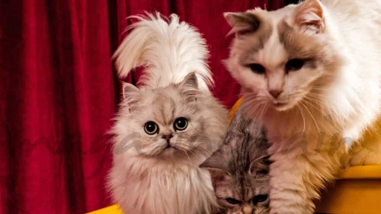 Concierto para gatos