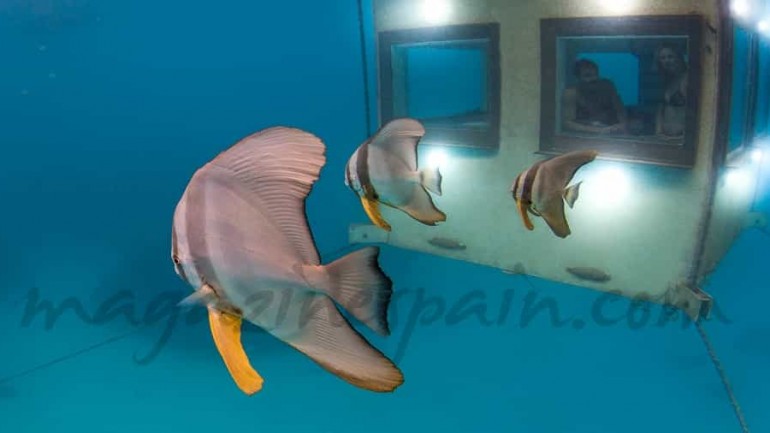 Dormir bajo el mar…