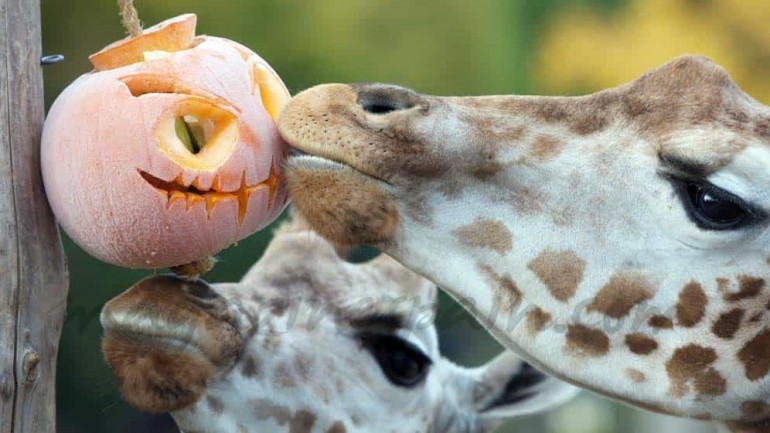 Halloween muy animado…