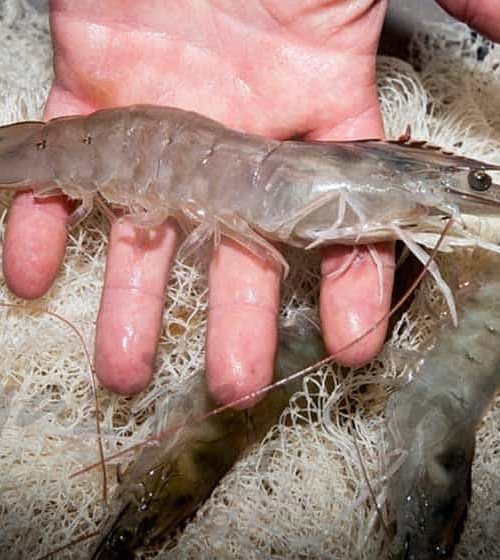 El langostino de “Medina del Campo”