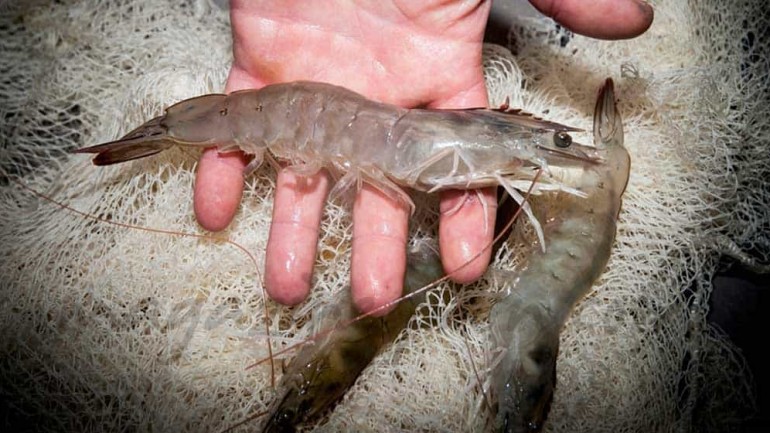 El langostino de “Medina del Campo”