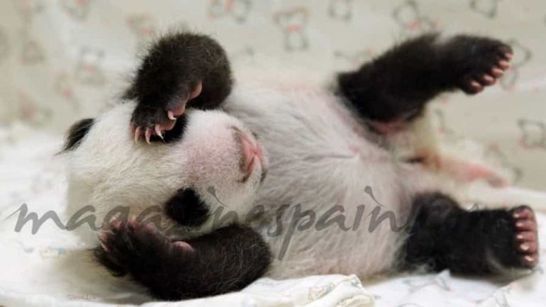 El cariño de mamá panda