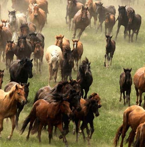 Comienza el año del caballo