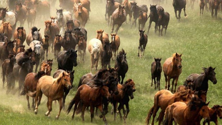 Comienza el año del caballo
