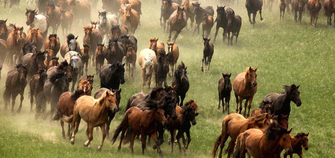 Comienza el año del caballo