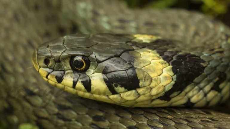 En otoño muda tu piel