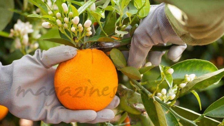 Es época de naranjas ¿te apetece?