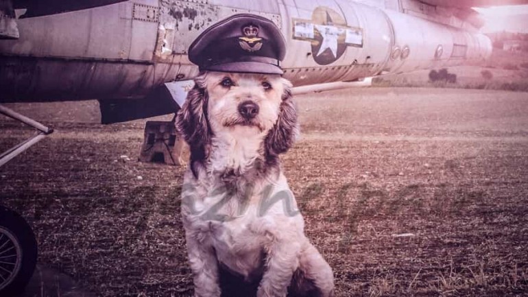 Al rescate de los perros abandonados