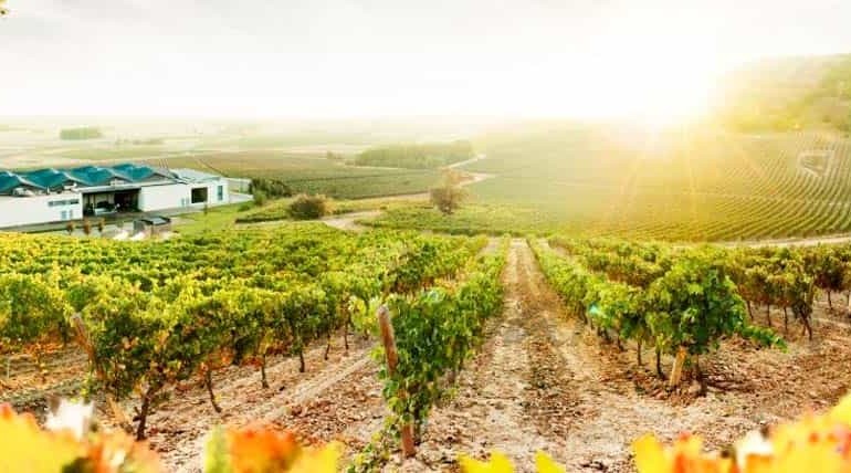 Celebra el día Europeo del Enoturismo