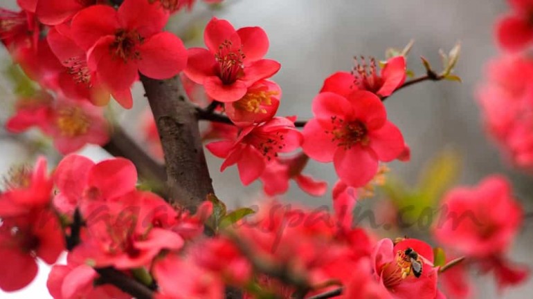 Ya es Primavera!!!!!!