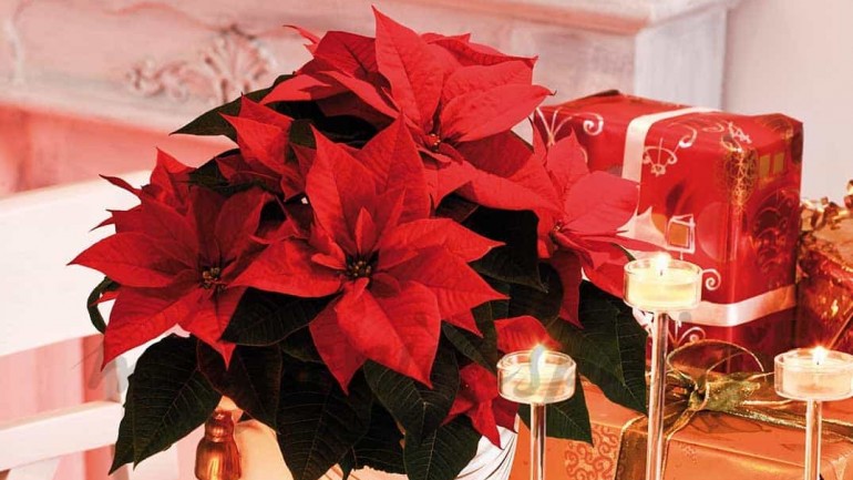 Looks para Nochebuena y Navidad