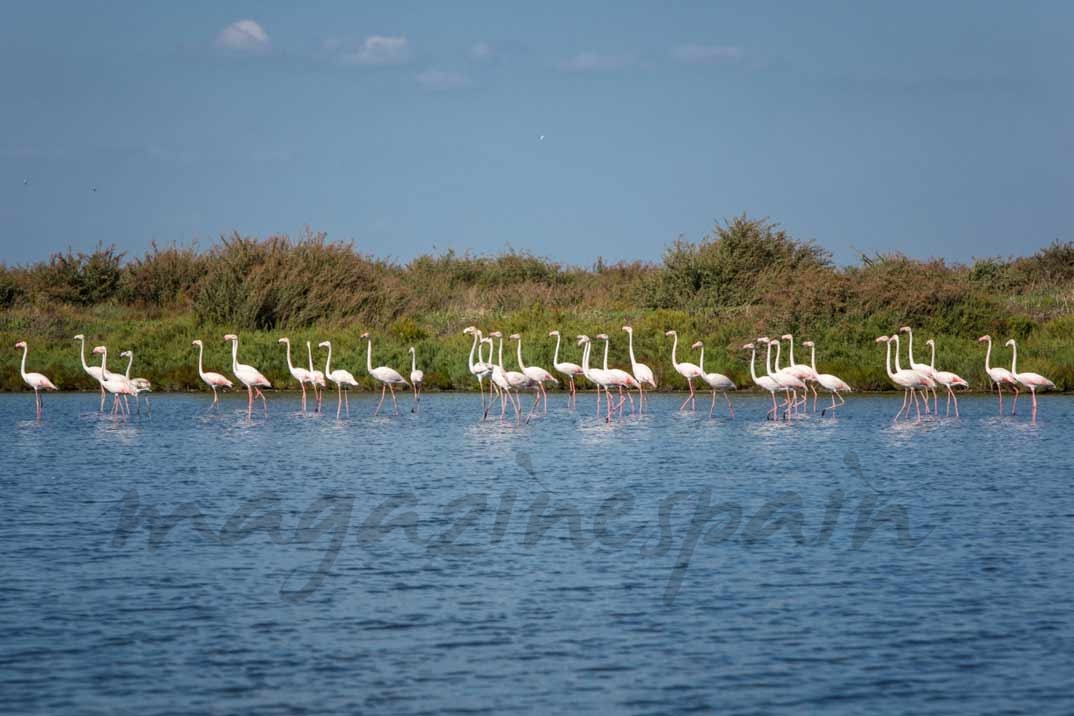 Reserva Natural del Estuario del Tajo 